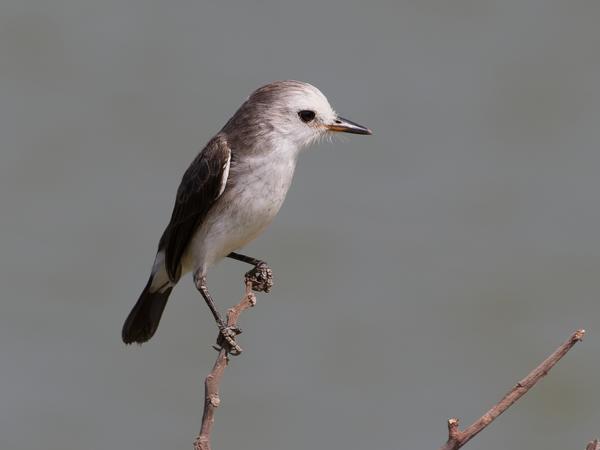 Witkopwatertiran (Arundinicola leucocephala)